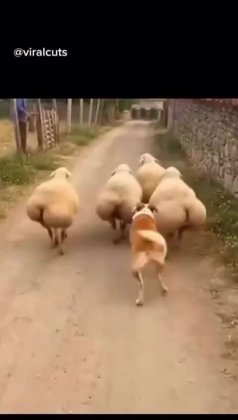 @JARRARIAN