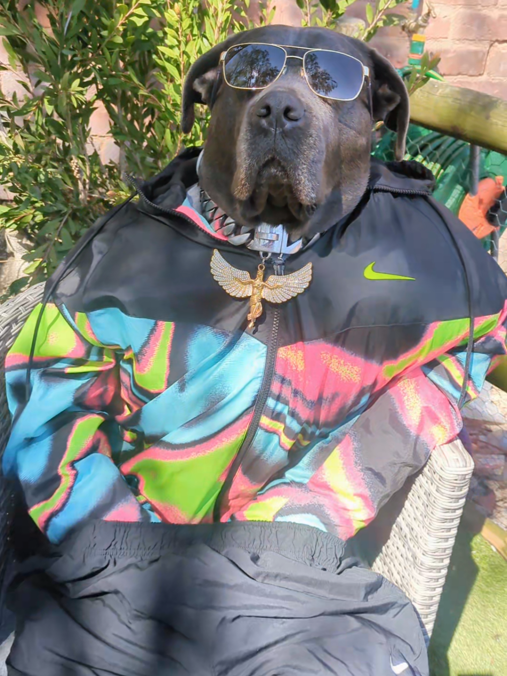 @mist_the_canecorso