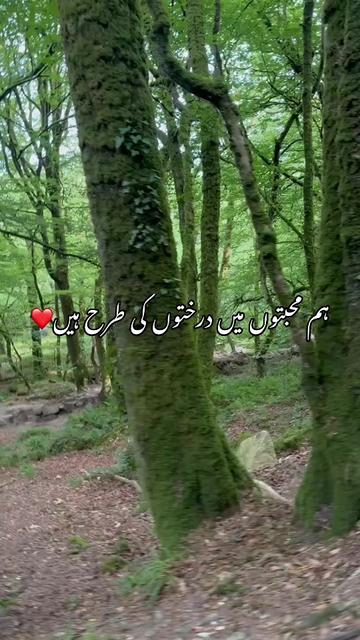 @Tayyaba