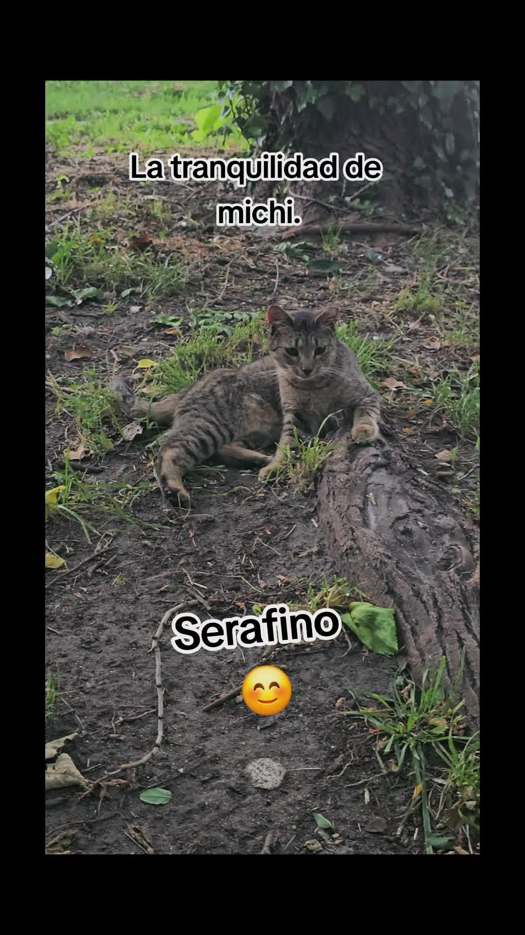 @🇲🇽Guli.Carrada 🐈&zwj;⬛