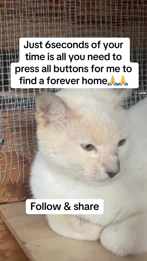 @tailspinrescue