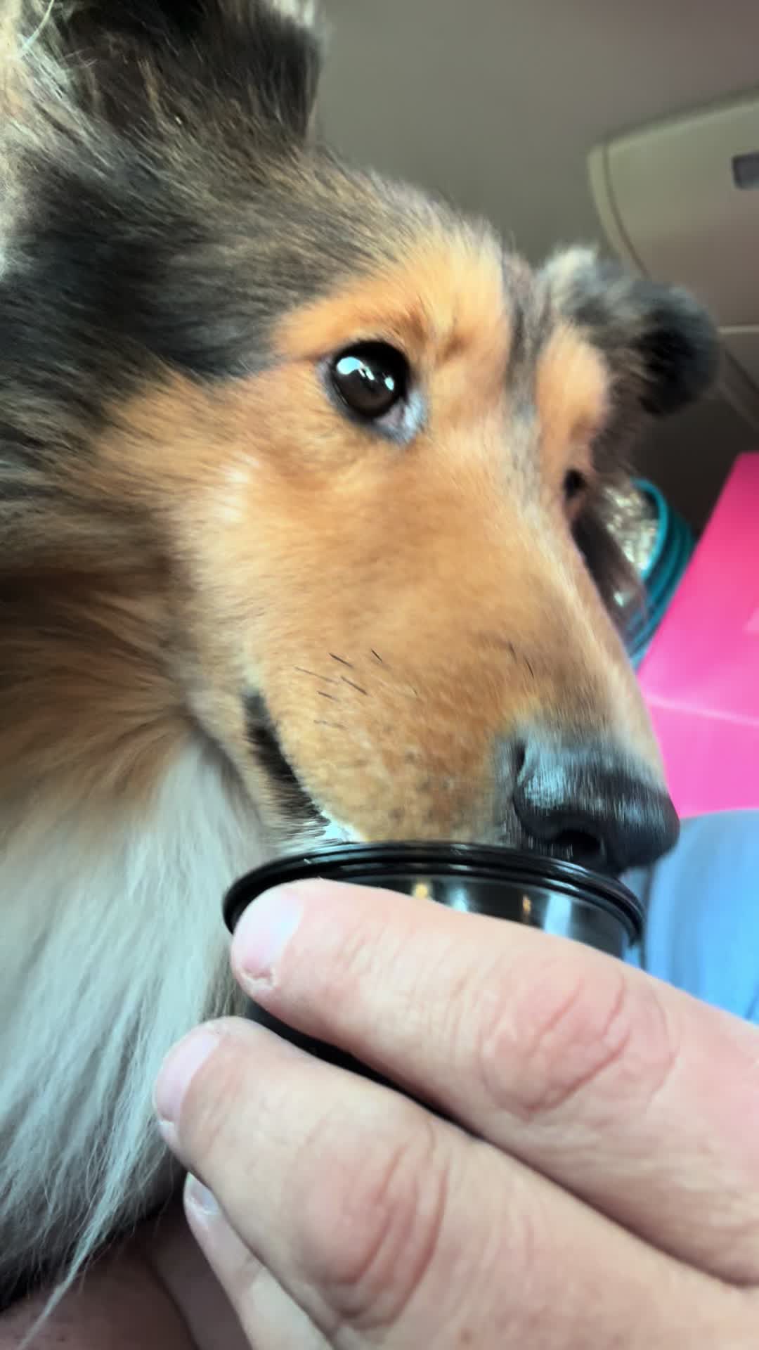 @Heather Discovery Canine Adv.