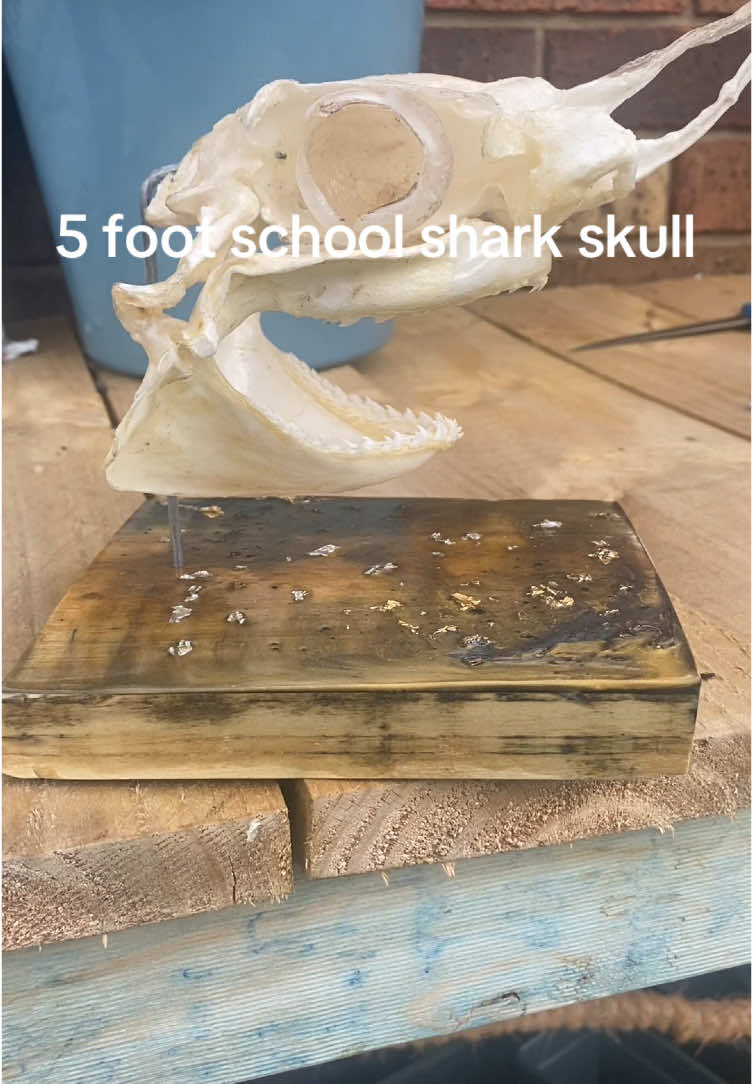 @Shark Jaw Displaying