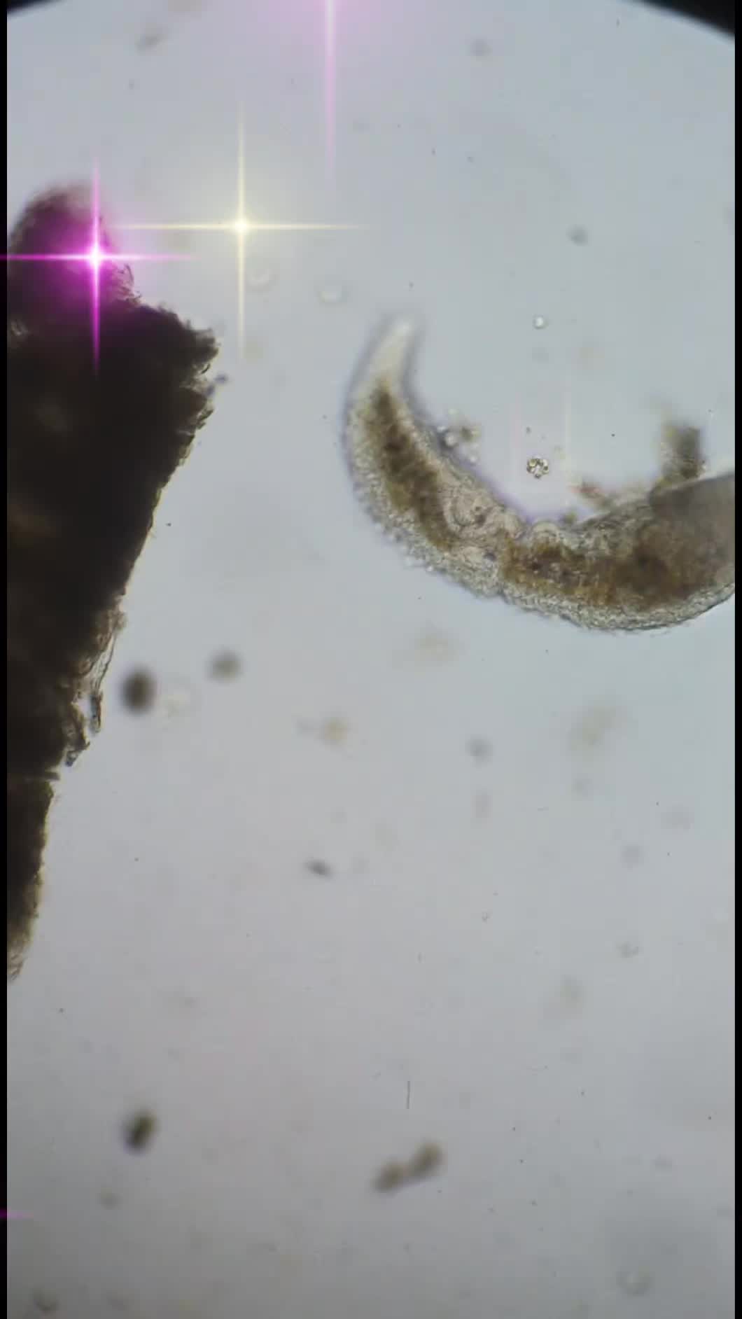 @Smeee❌microscope🏴󠁧󠁢󠁥󠁮󠁧󠁿