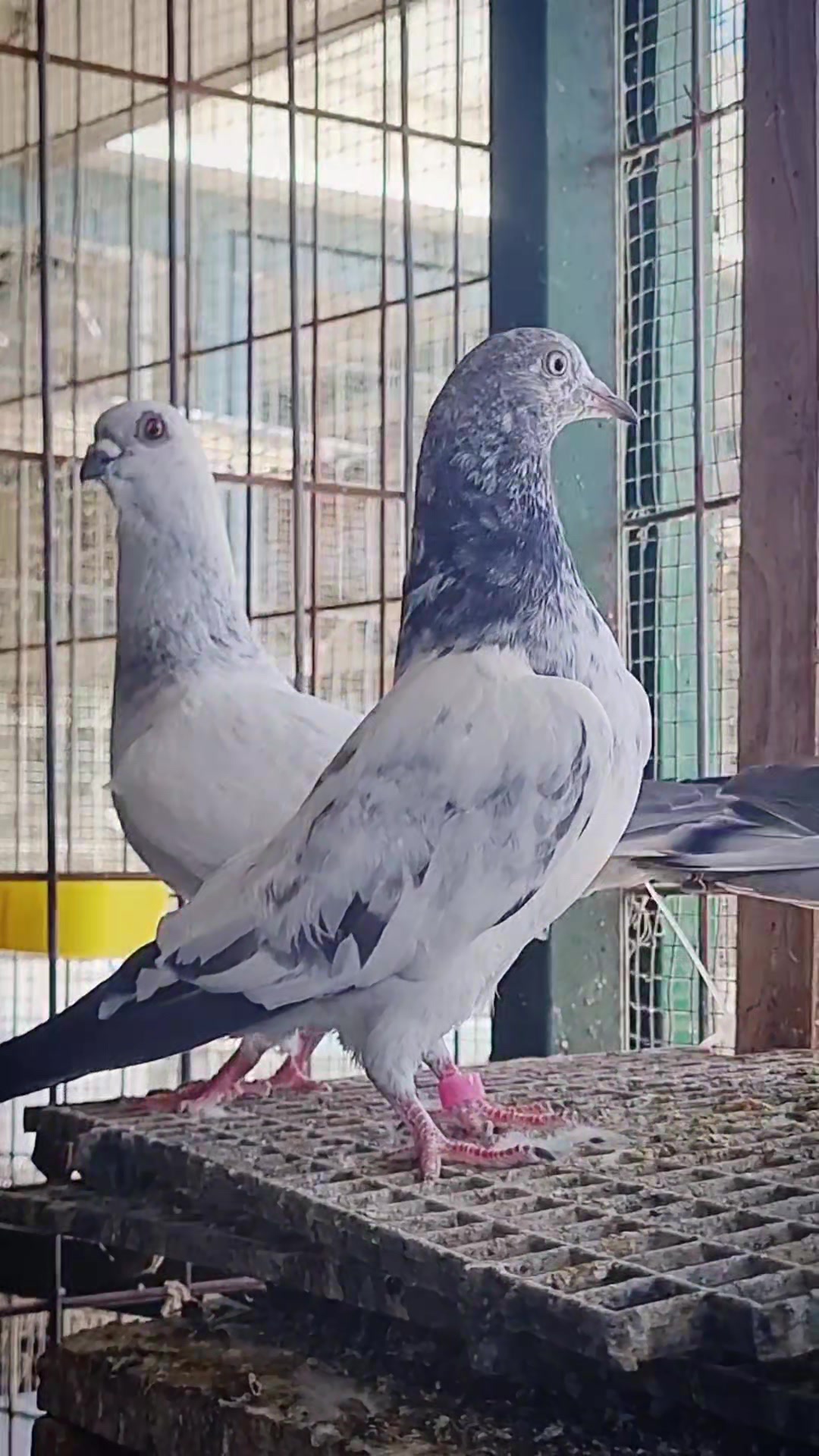 @Pigeons Tv