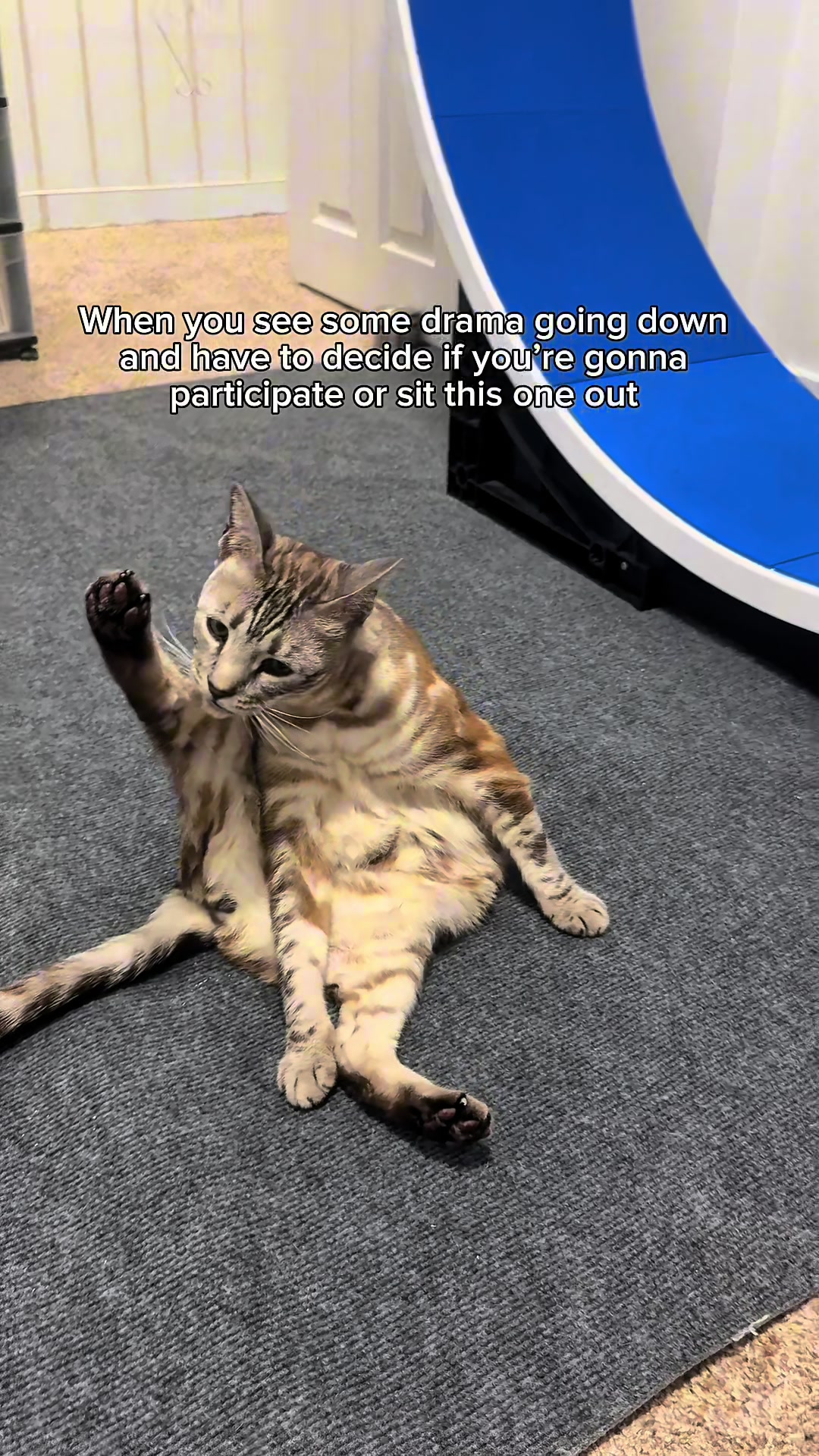 @Three Nawty Cats