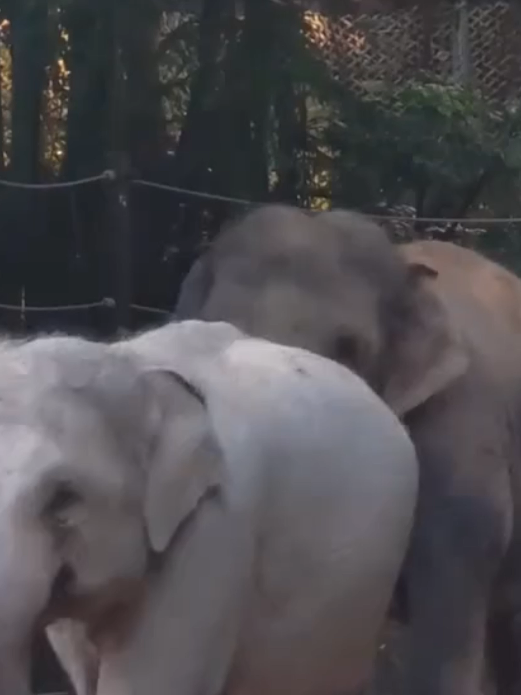 @Mundo dos Animais