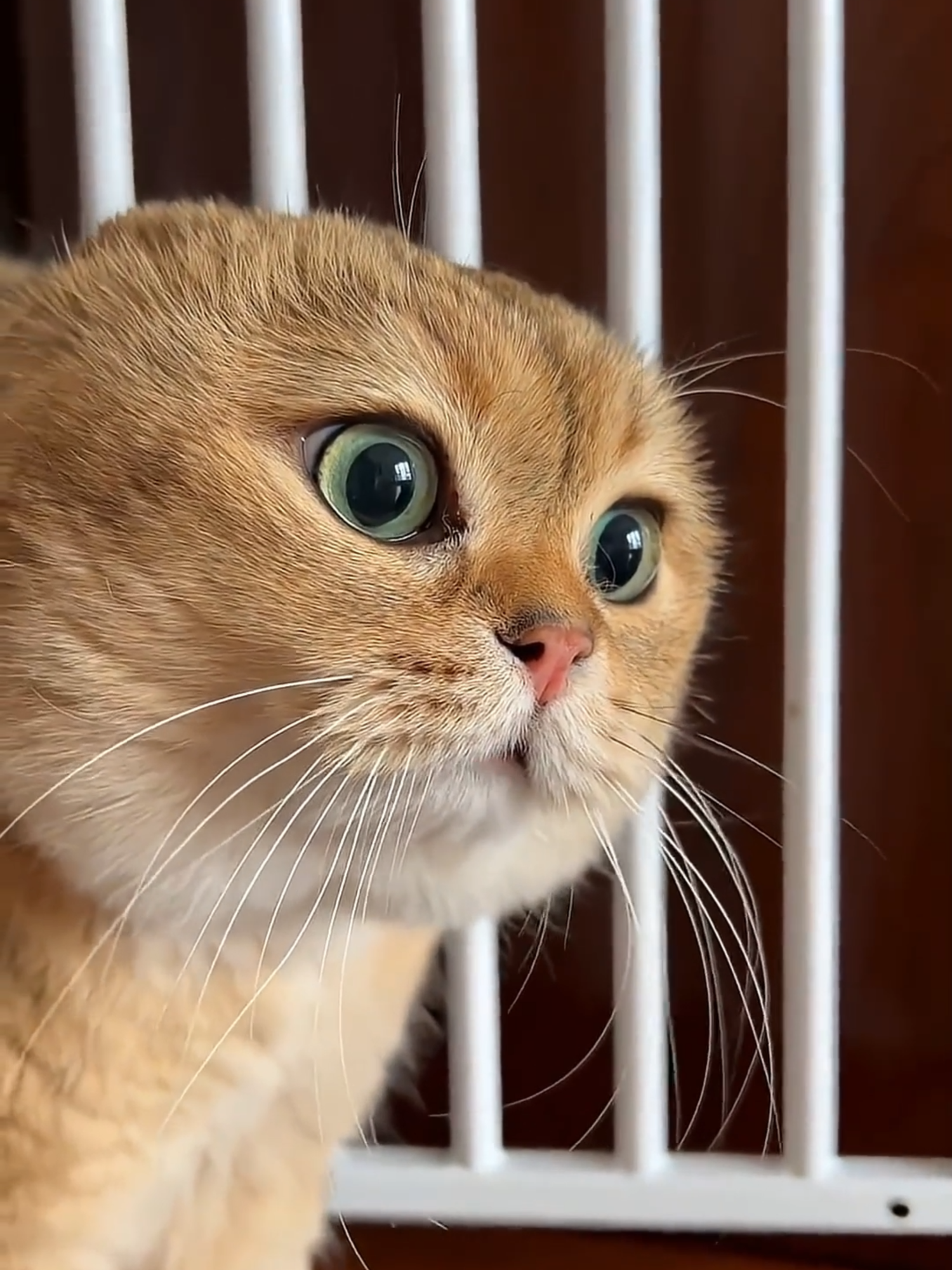 @Funny Cats 🐈