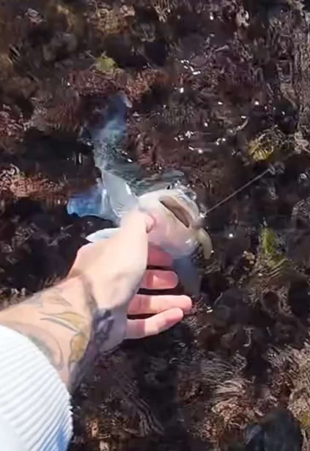 @GRXfishing