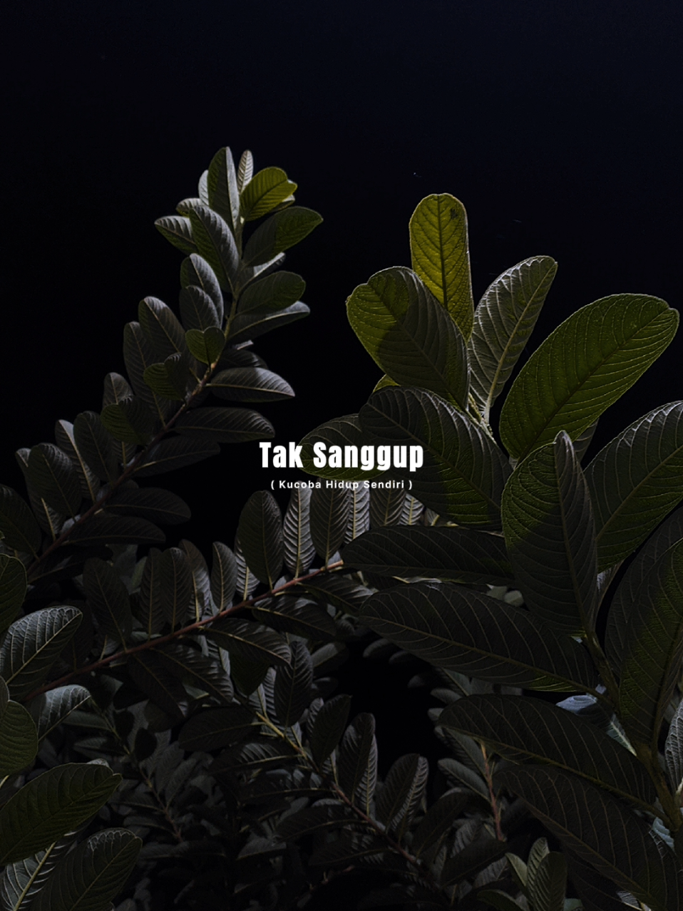 @𝐋𝐢𝐫𝐢𝐤 𝐒𝐞𝐝𝐞𝐫𝐡𝐚𝐧𝐚