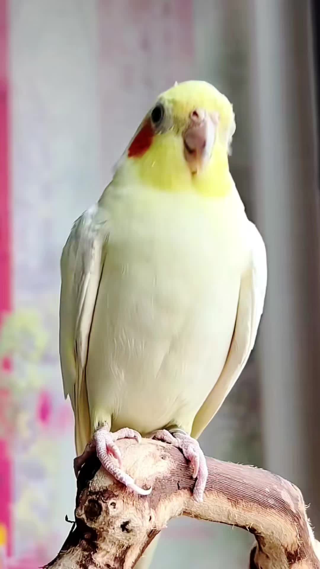 @Cockatiels Craze