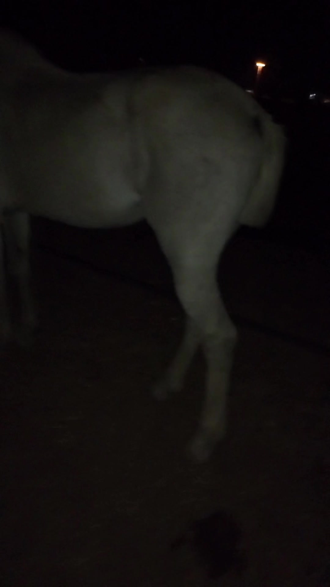 @CUADRA FERN&Aacute;NDEZ 🇦🇿🐎