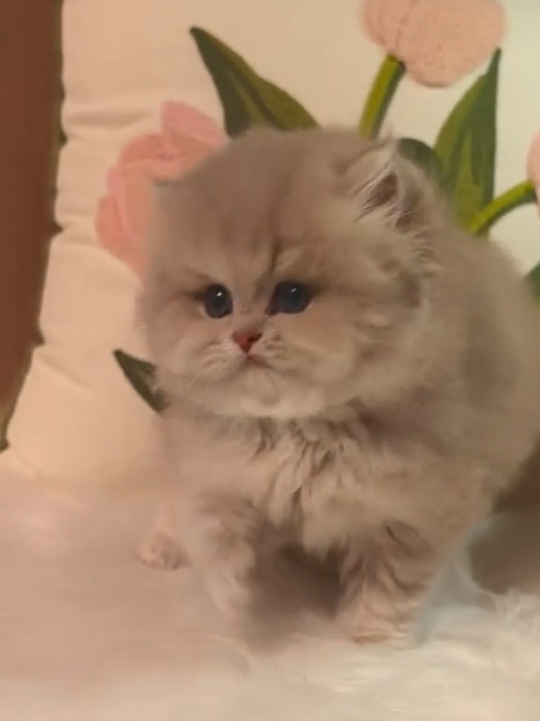 @Chonky World Of Cats