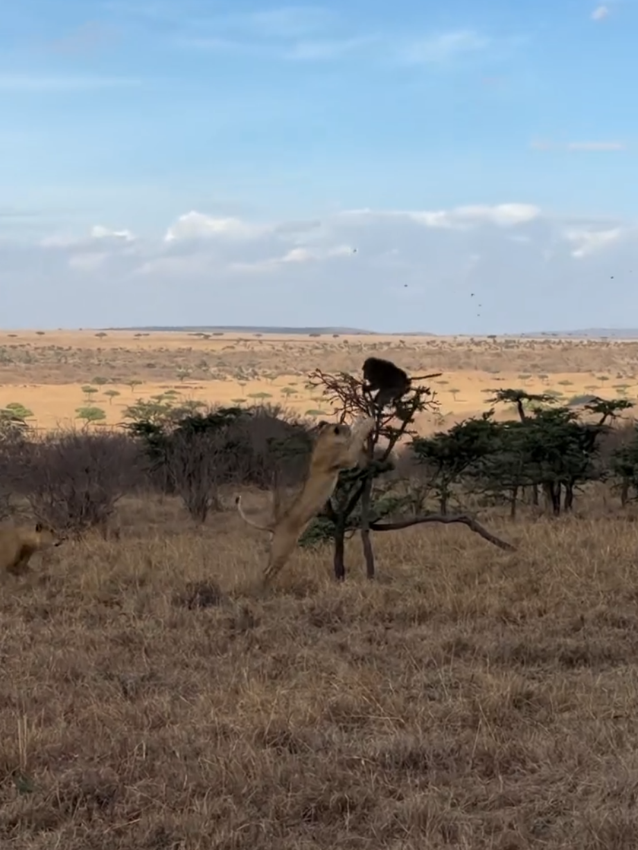 @Lion Sightings