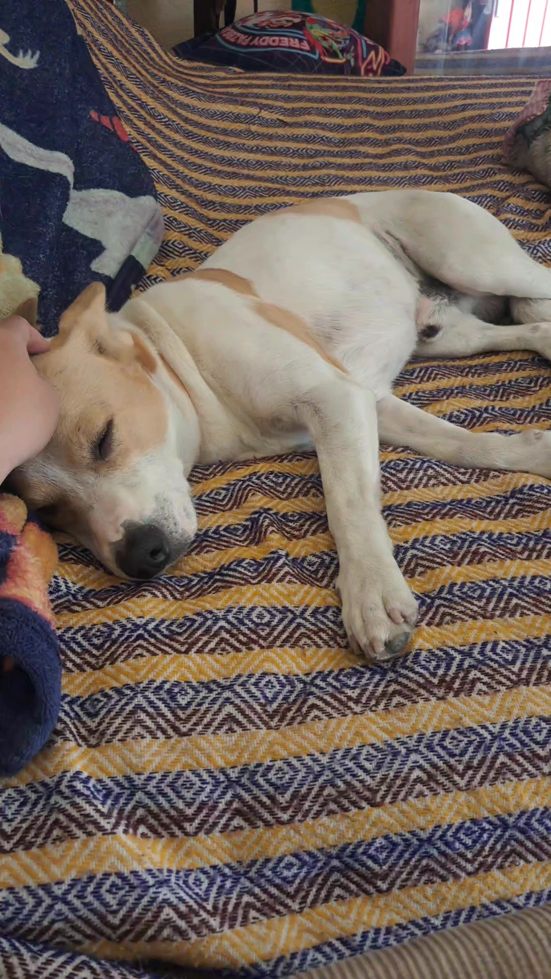 @Dinorito_el_D1nosaurio