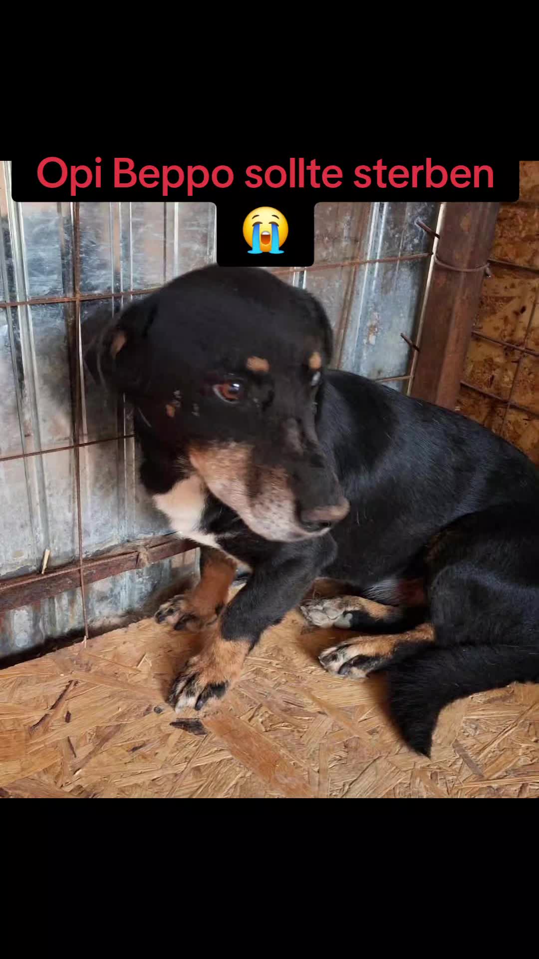 @rescuersalexandria