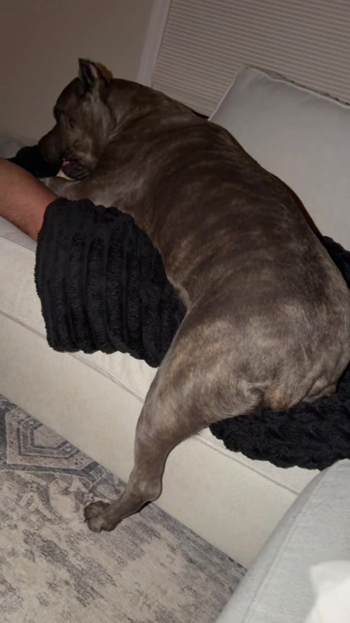 @Remi the Cane Corso