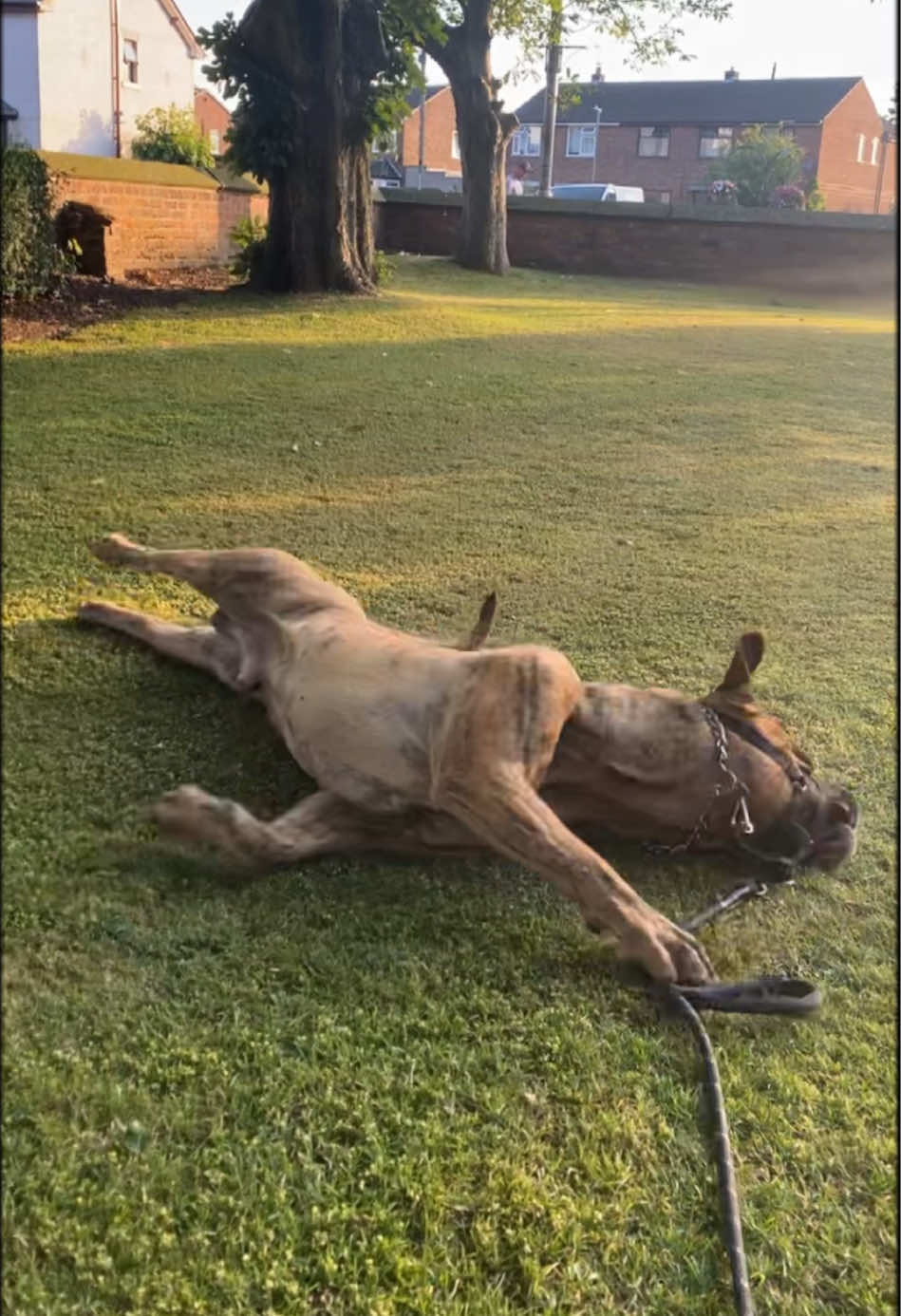 @Mooch 💖🍃 PRESA-CANARIO