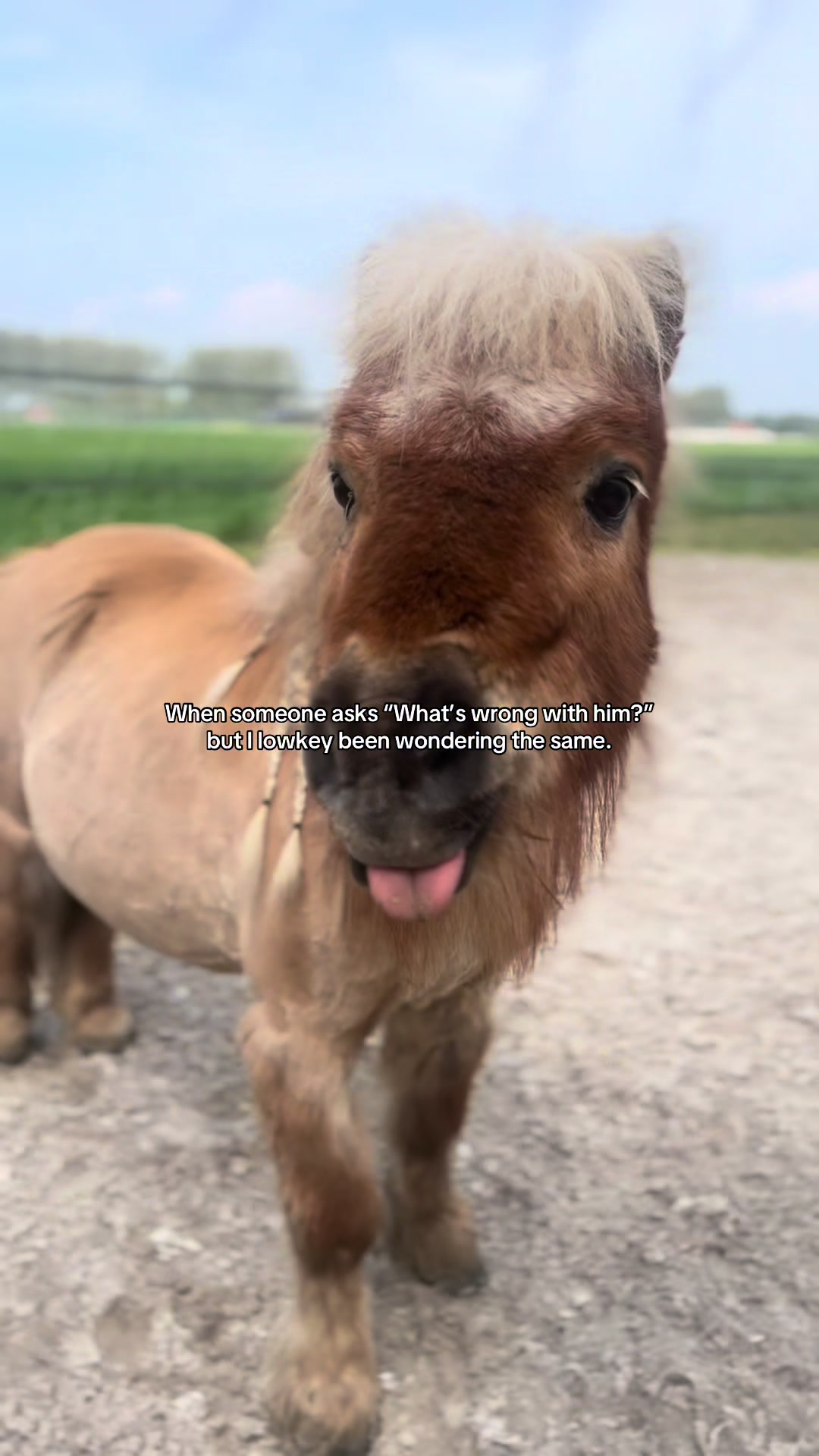 @idh_horses
