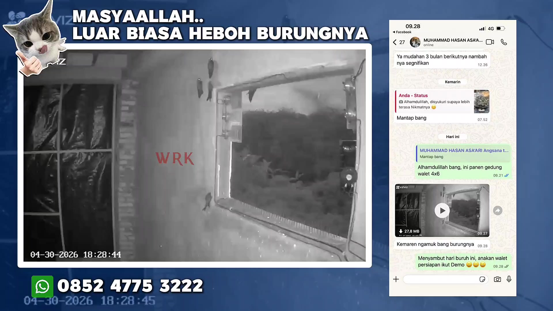 @Walet Rimba Kalimantan