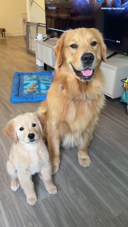 @Teddy & Tucker🐾