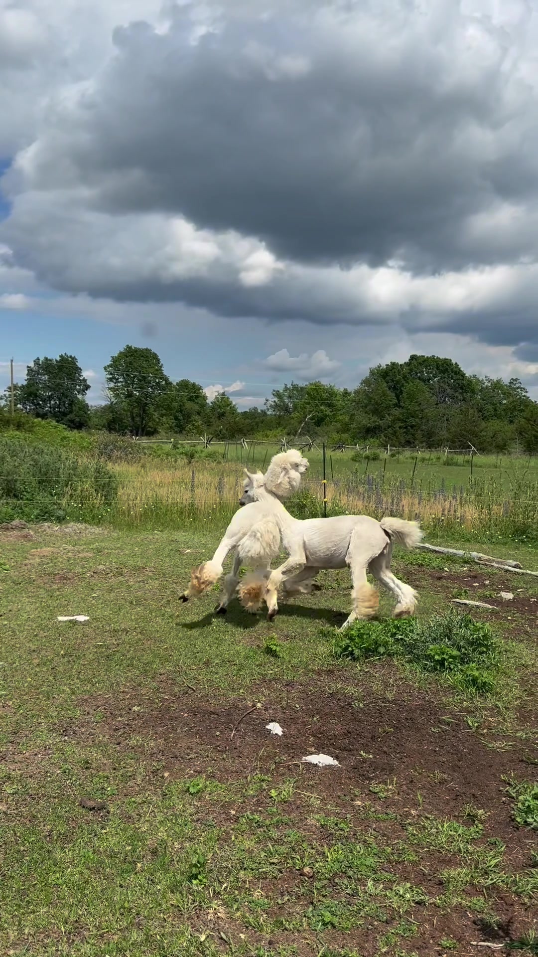 @Useless Farm