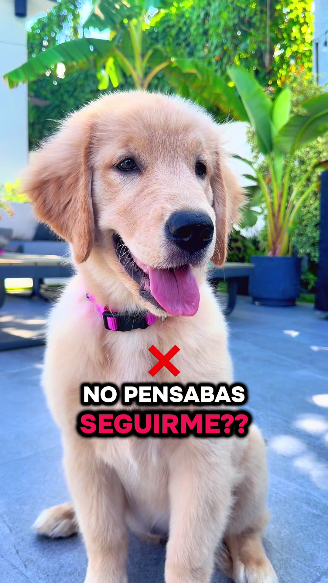 @thepawsisterspr