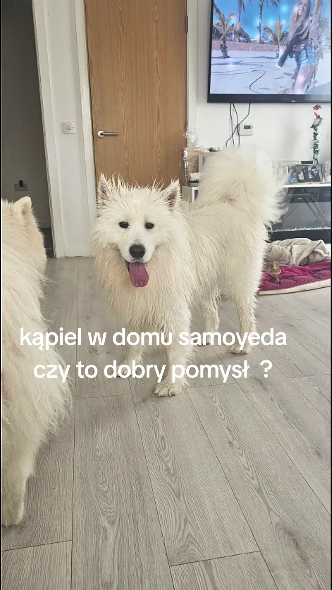 @Samojedowe🐶🇵🇱love🇬🇧