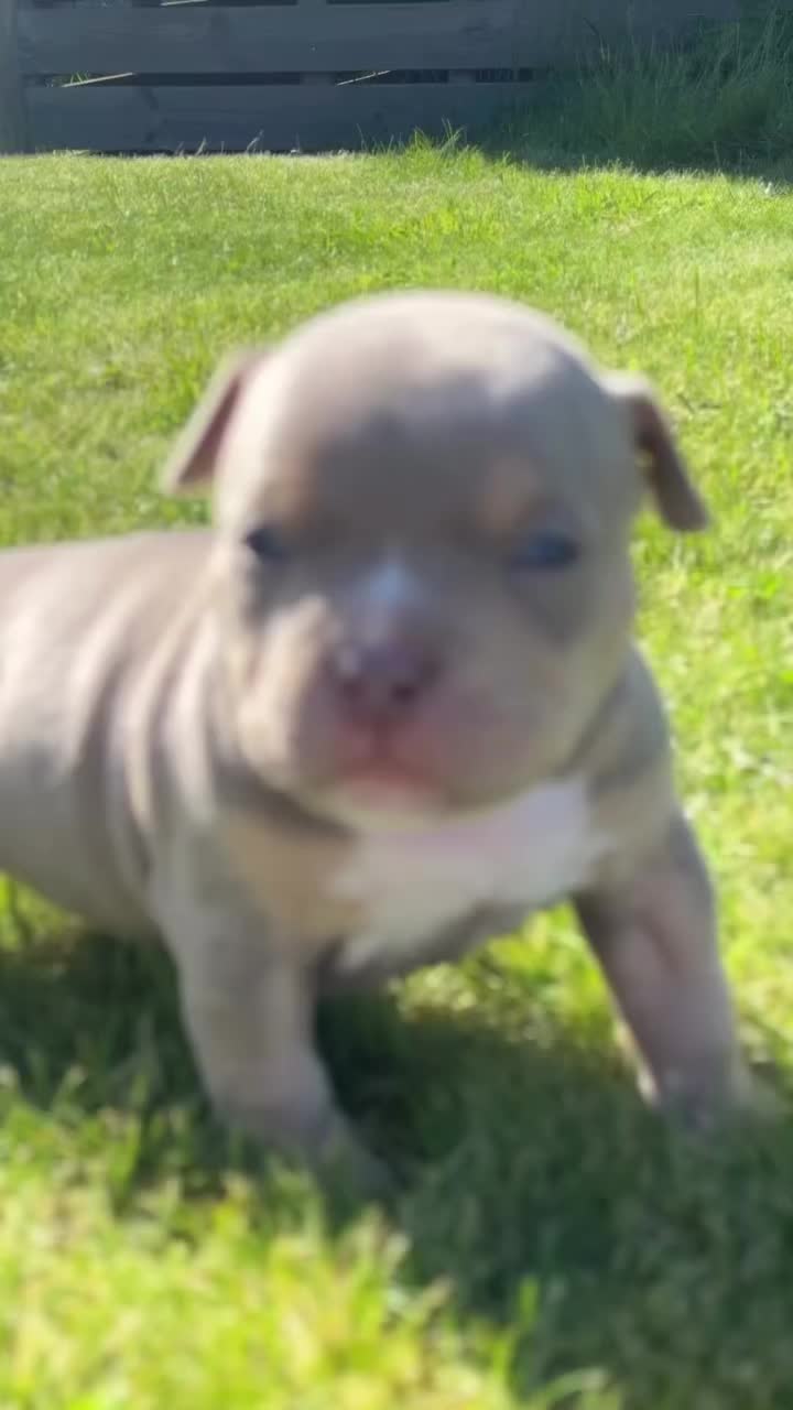 @Beautybullskennel🤍