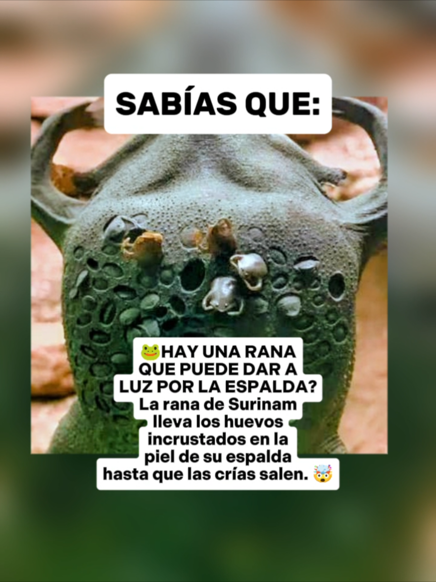 @CLUB DE ANIMALES