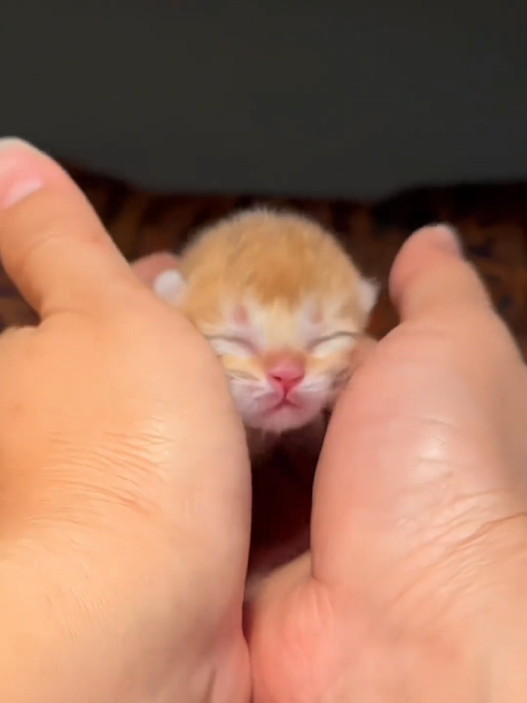 @Cat Love