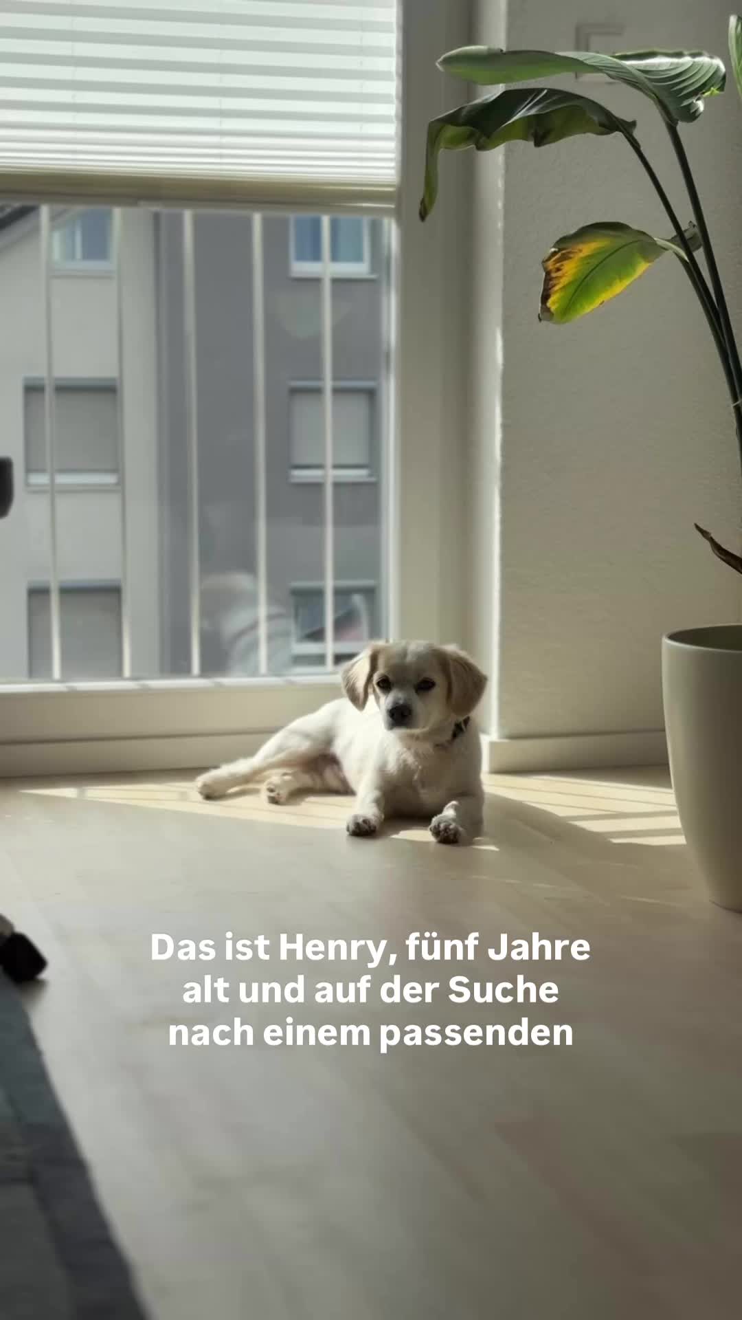 @Antonia | Hundetrainerin