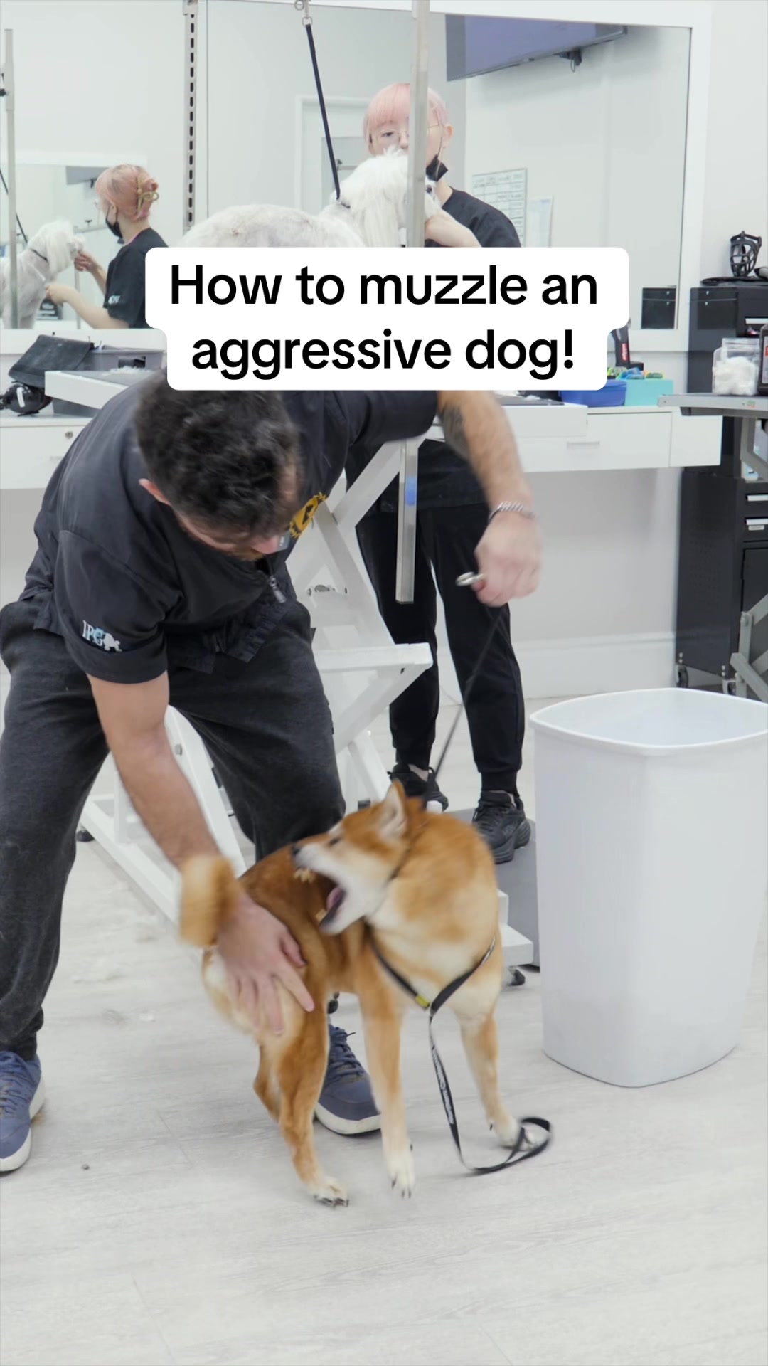 @NorCal Grooming Academy