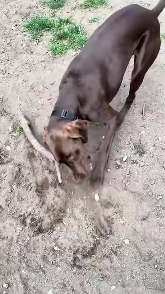 @Rocky_and_mom 🐾❤️🐶