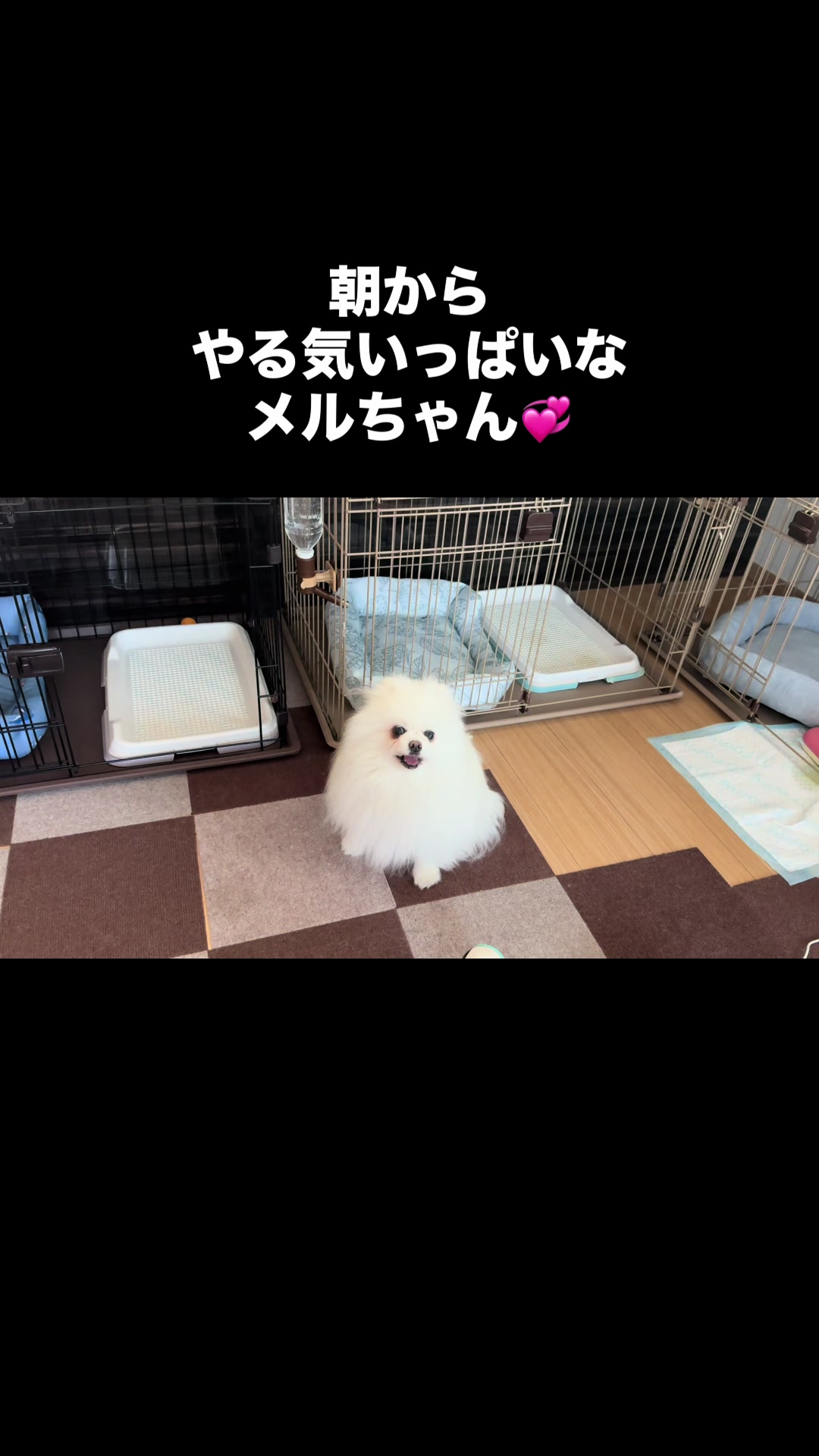 @なべちゃんチ🚐🐶🍊