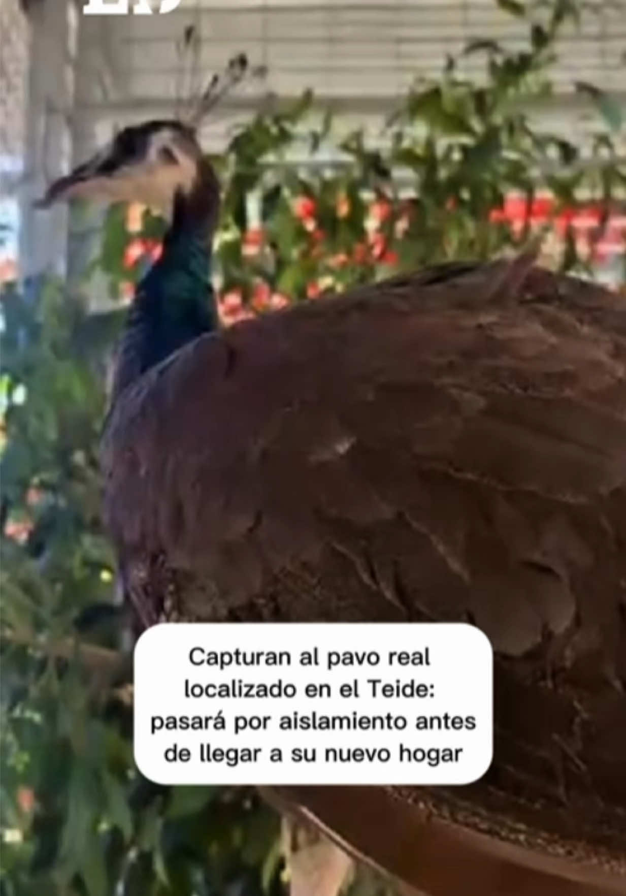 @El D&iacute;a - Tenerife