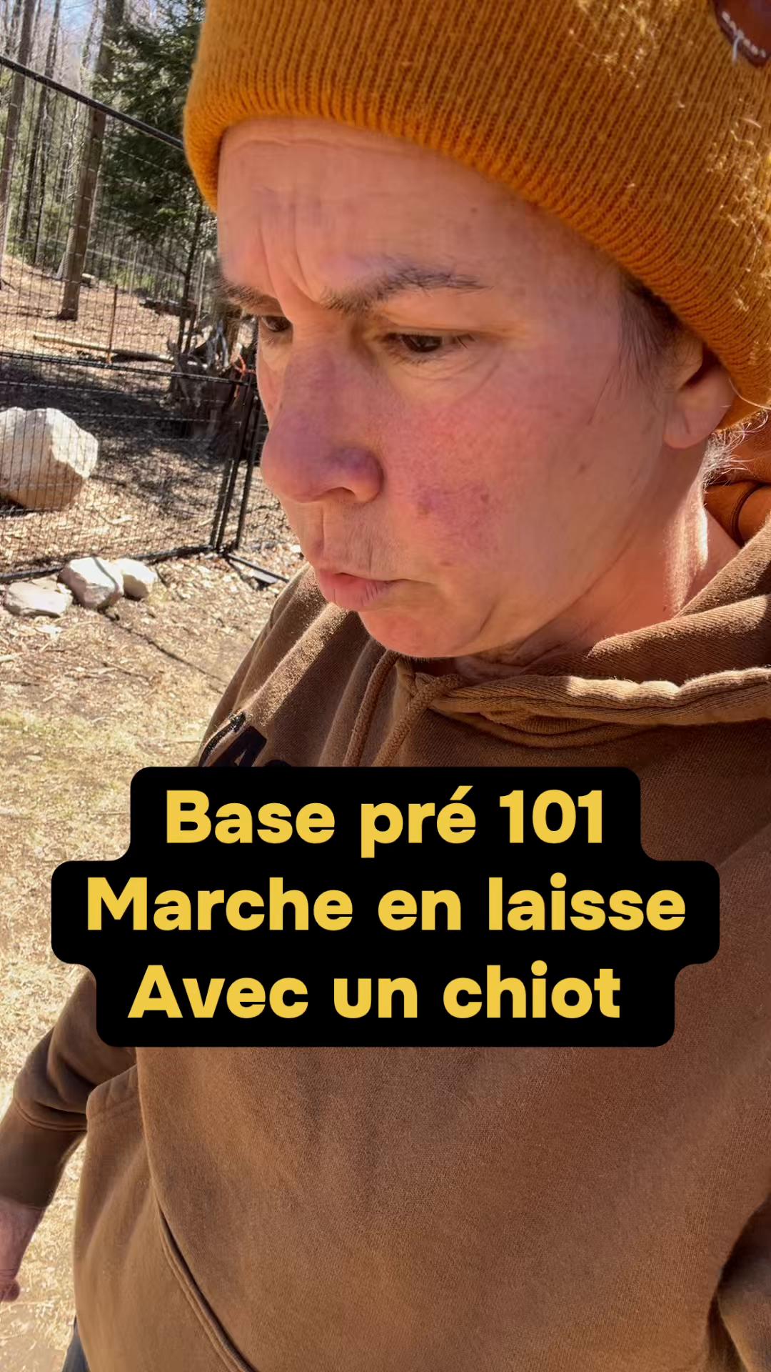@Ember labs élevage de labrador