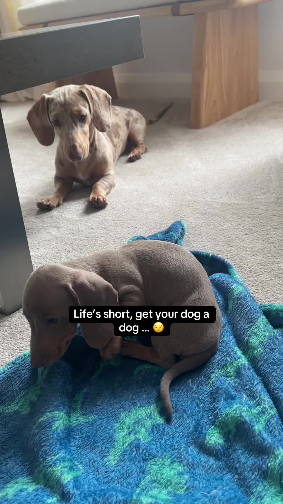 @Elvis the Sausage Boy