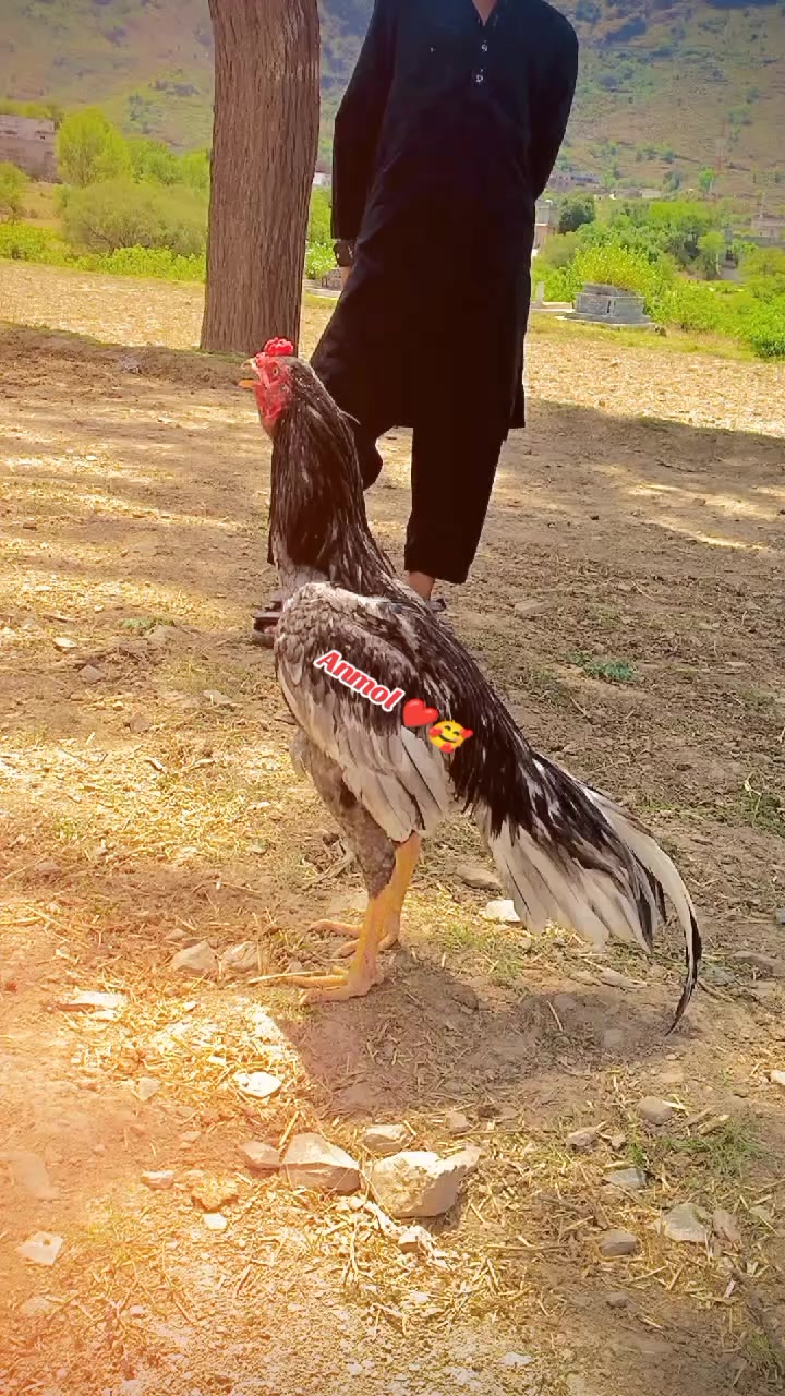 @بادشاہ اصیل گروپ جب 🔥♥️