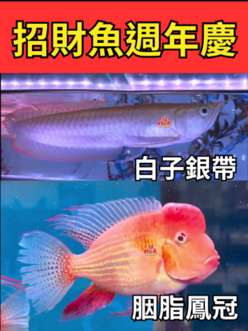 @招財魚水族館