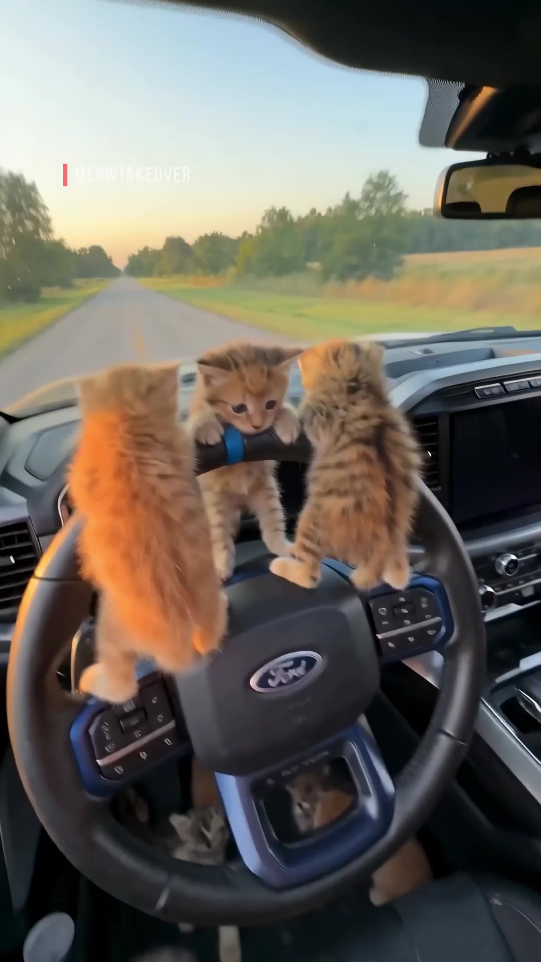 @meowtakeover