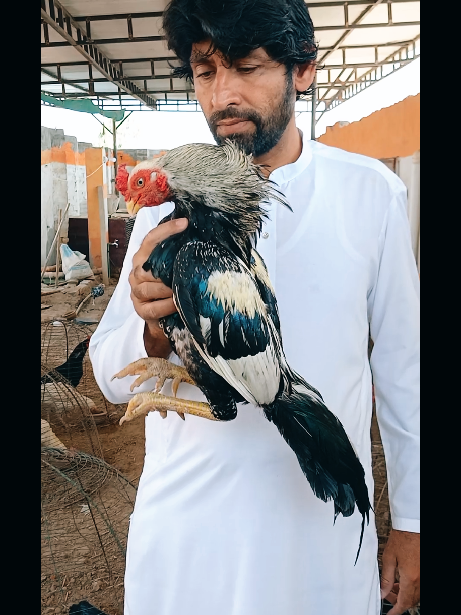 @Sajjad Aseel Farm