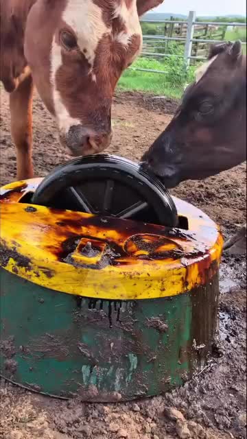 @La Leonera
