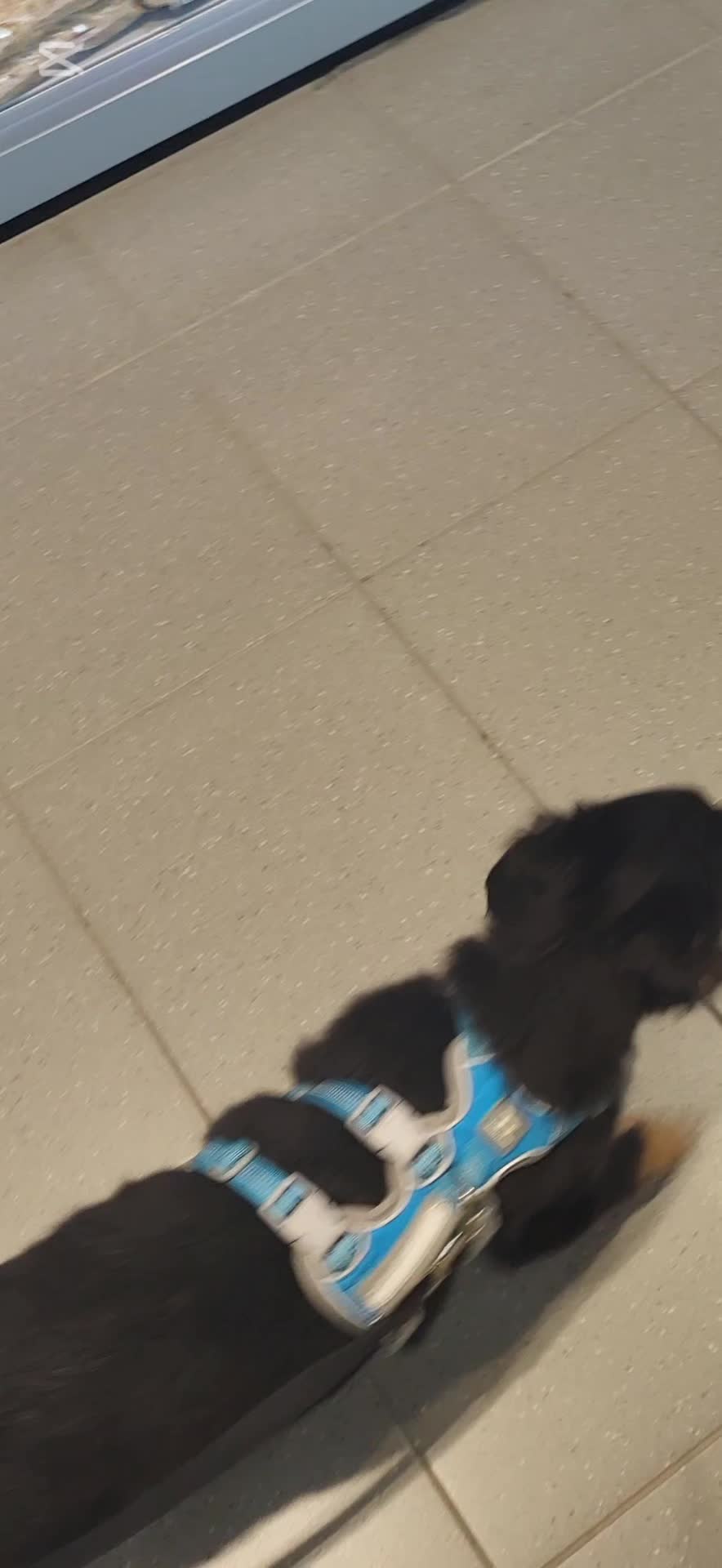 @tierschutz_aktivkaernten