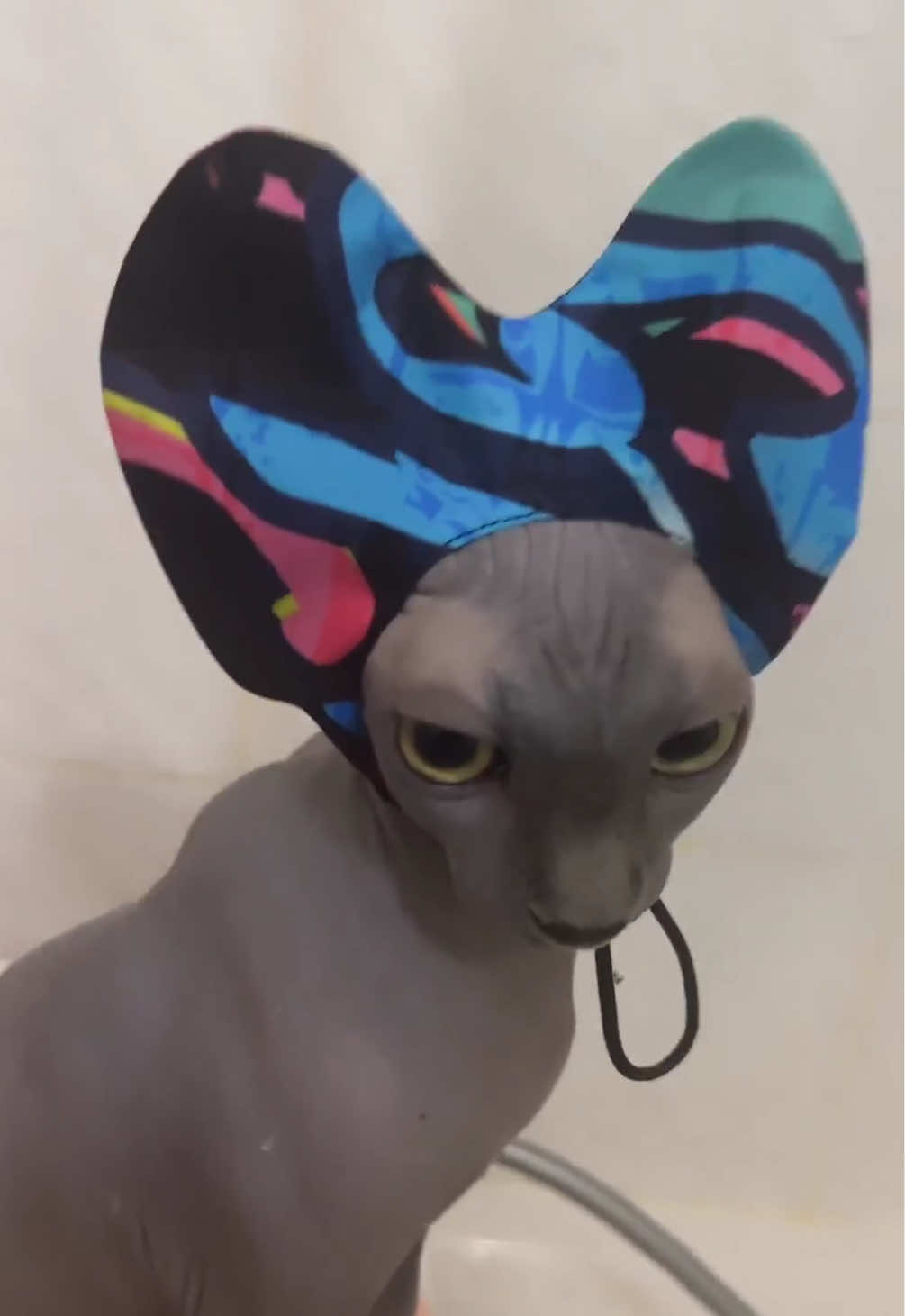 @vanilleetbeerus