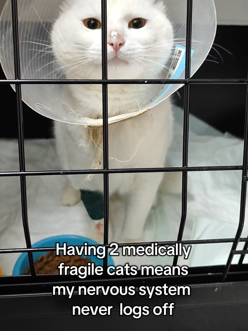 @Fluffy - the persian cat