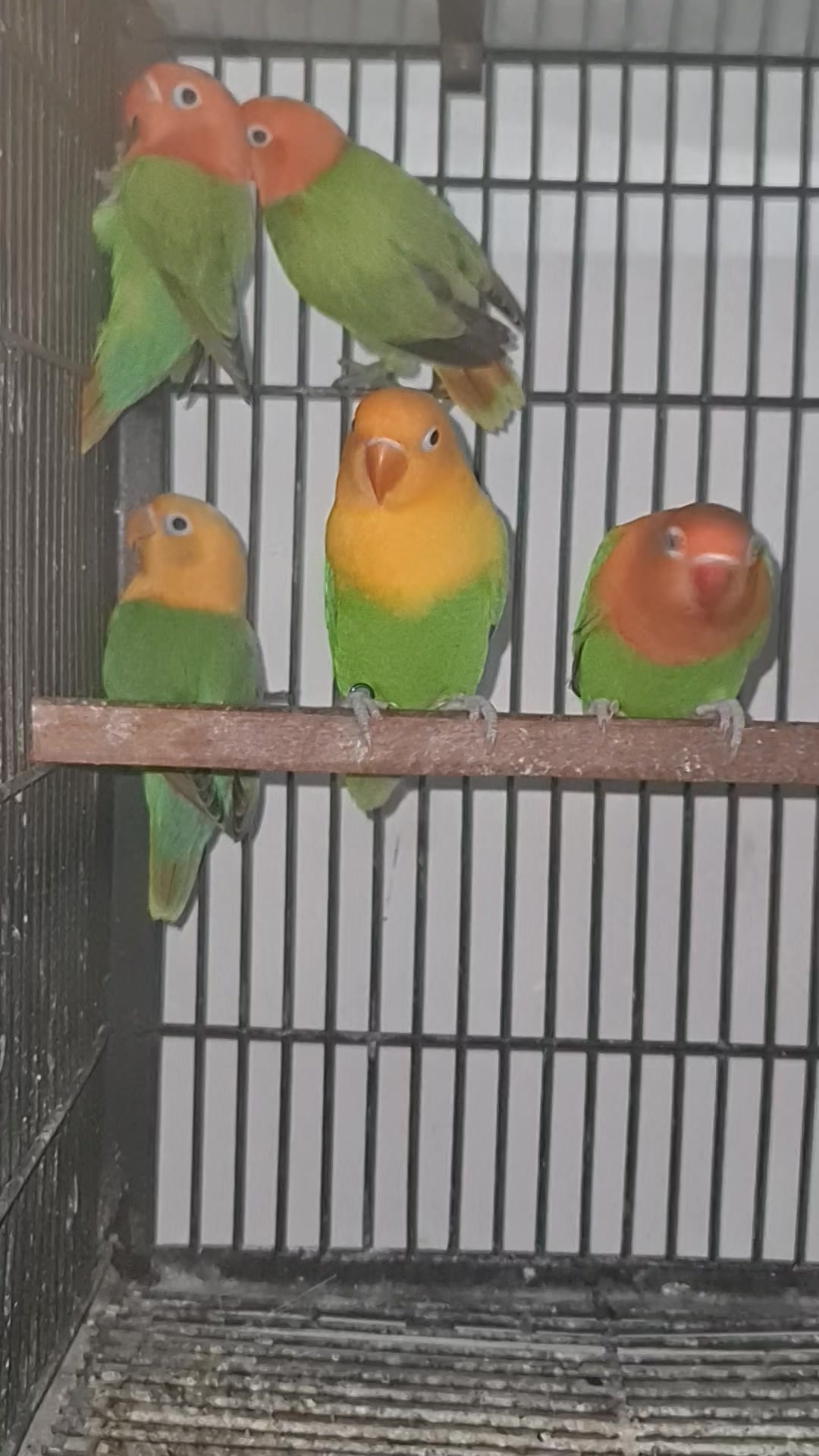@ROYAL BIRD US