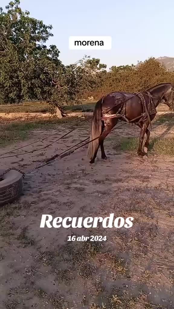 @palilajm