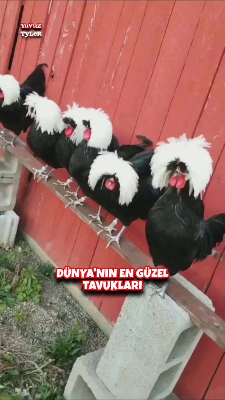 @Özen Ce