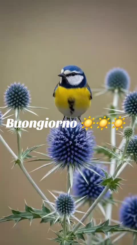 @Gionni D. M.